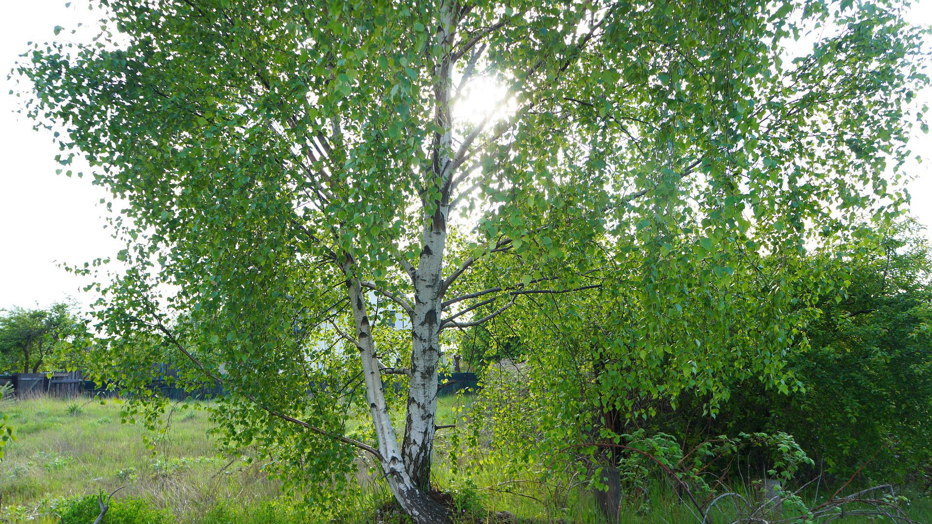 Pokaleczyli drzewa